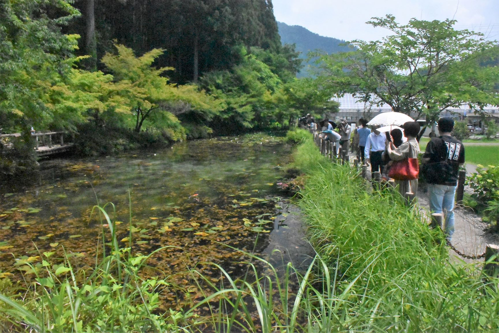モネの池