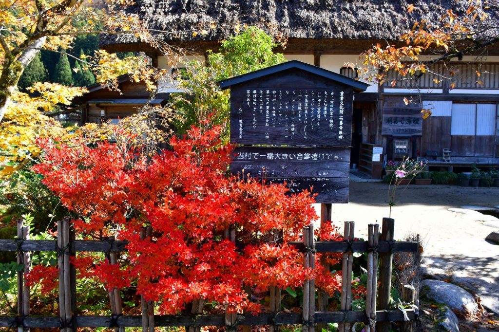 白川郷明善寺の紅葉