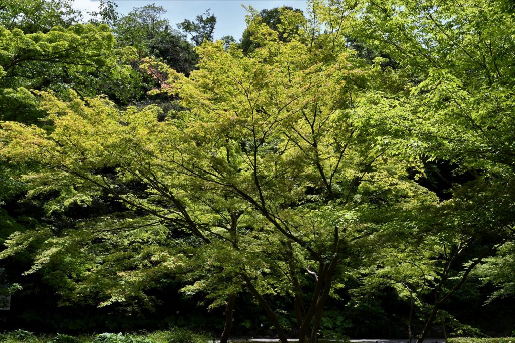 イロハモミジ大木モミジ赤い種を発見