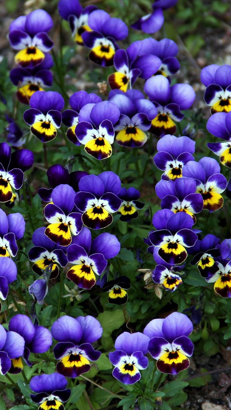 写真 パンジーのクシャミを見ました 花粉症かな 写真okazin86 V のホームページ