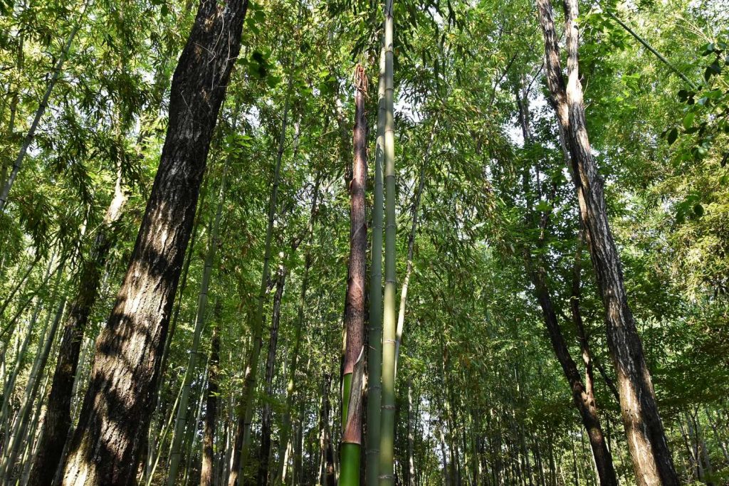 竹林