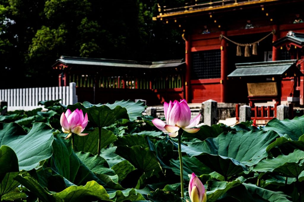 伊賀八幡宮は徳川家の守神