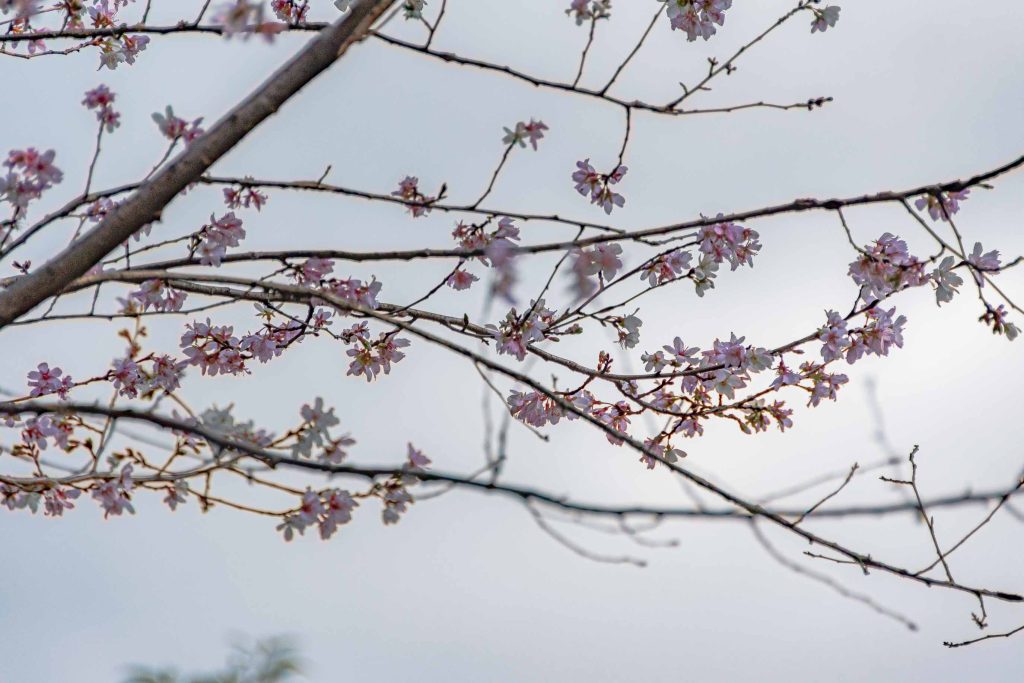 くさなぎ広場の庭園にさく四季桜