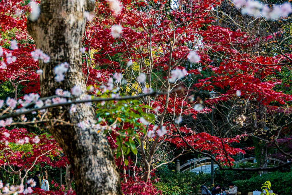 くさなぎひろば庭園の紅葉と四季桜