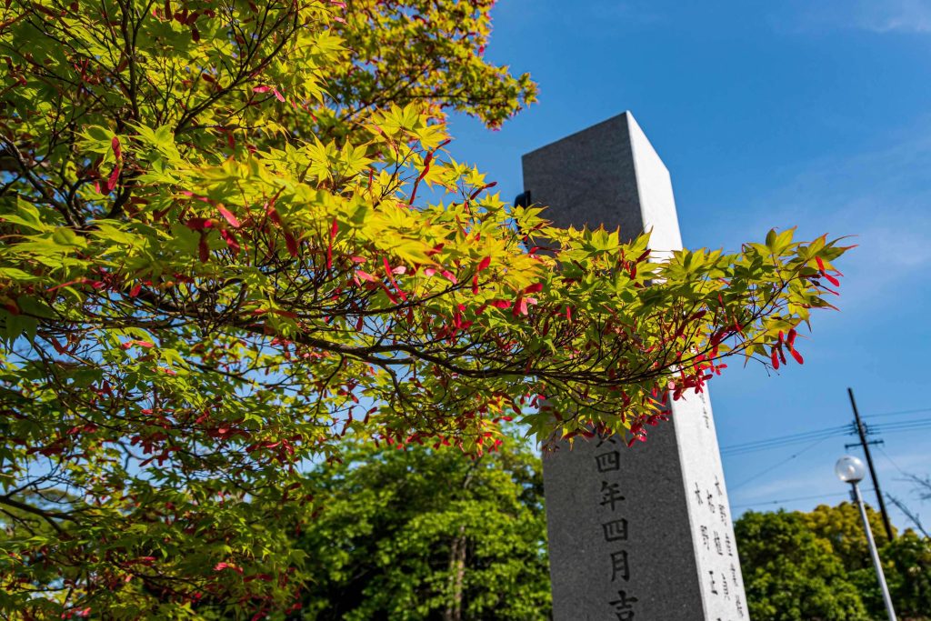 伊賀八幡宮の楓の種 プロペラのような赤い種
