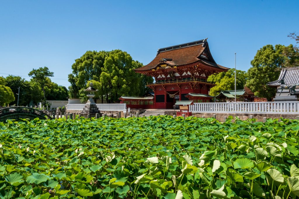 伊賀八幡宮の蓮の花