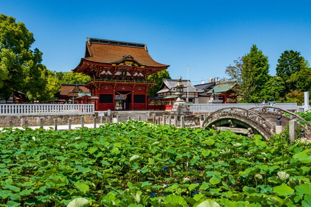 伊賀八幡宮の蓮の花