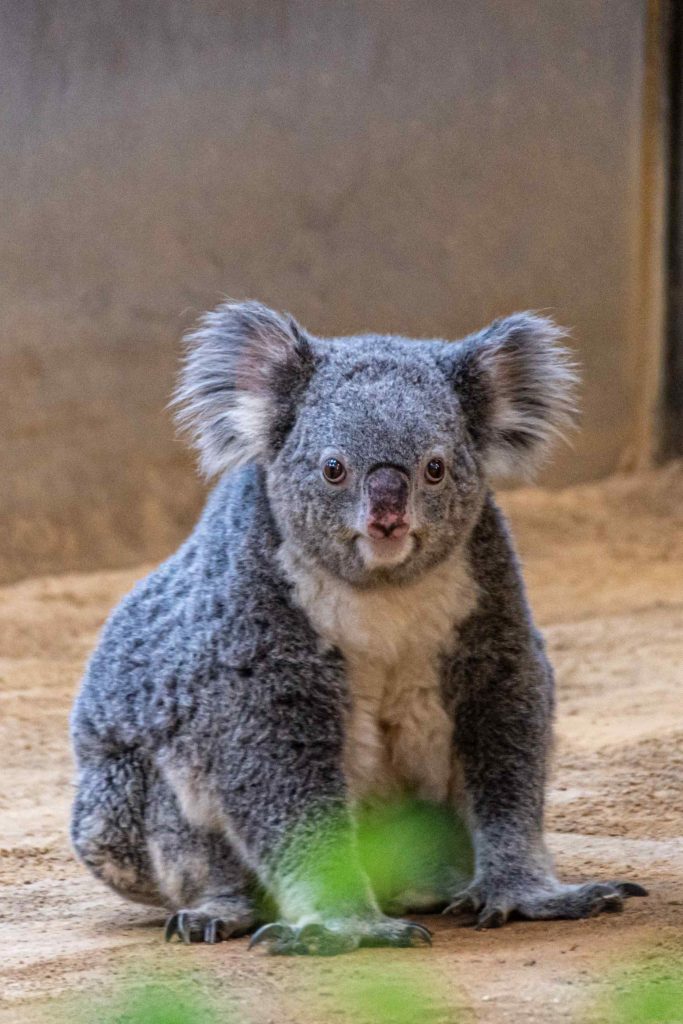 動物たちの表情コアラ