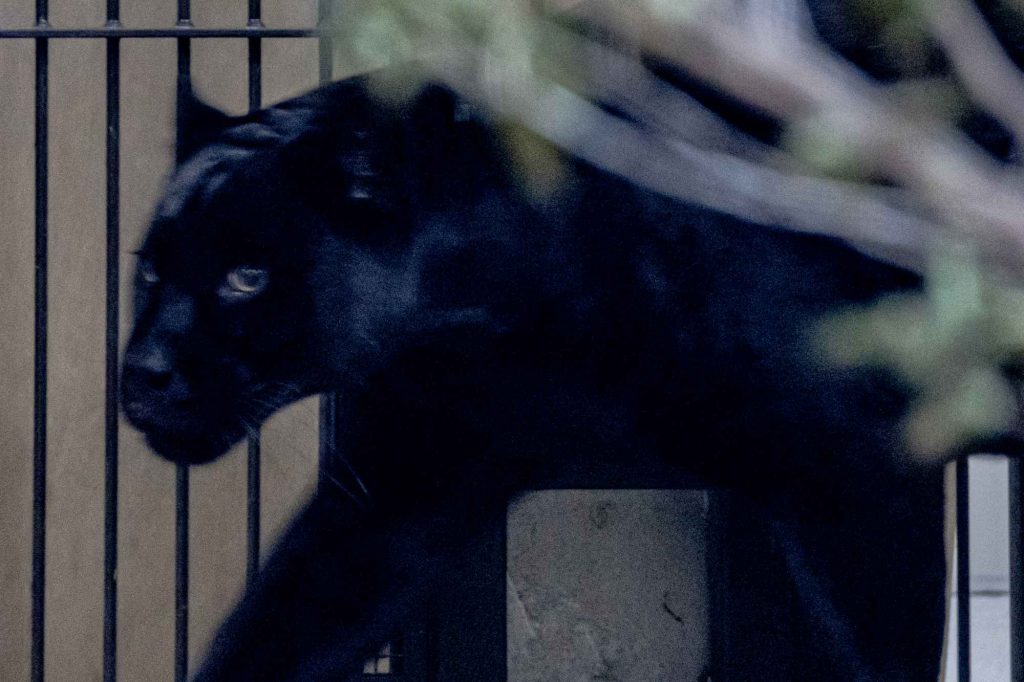 黒いジャガーのマヤがやってきました