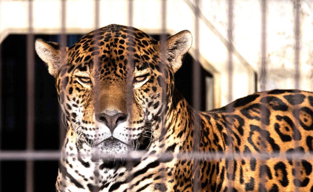 動物たちの表情豹