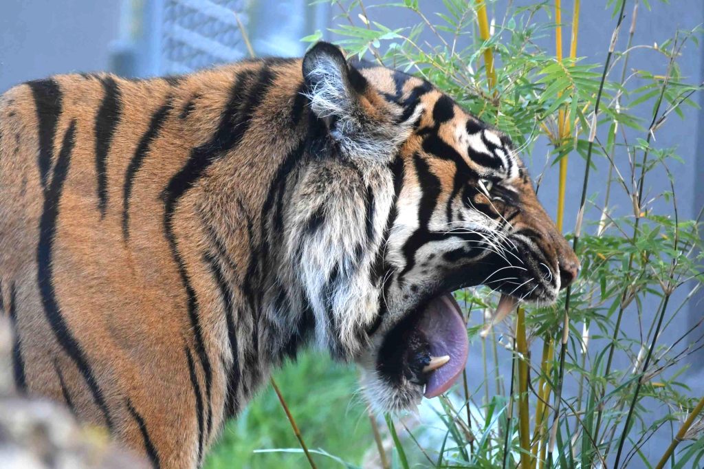 動物たちの表情スマトラトラ