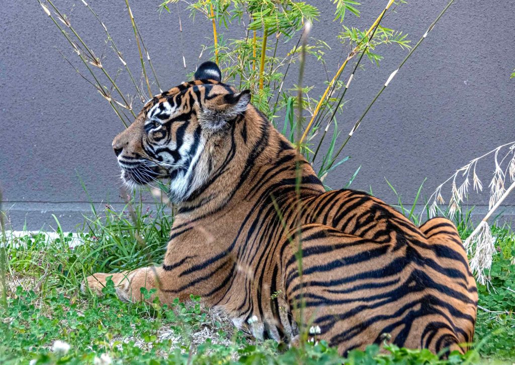 動物たちの表情スマトラトラ