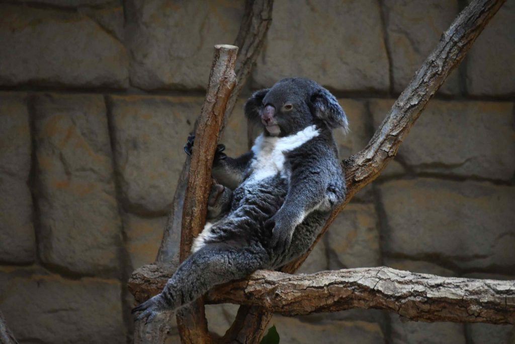 動物たちの表情コアラ
