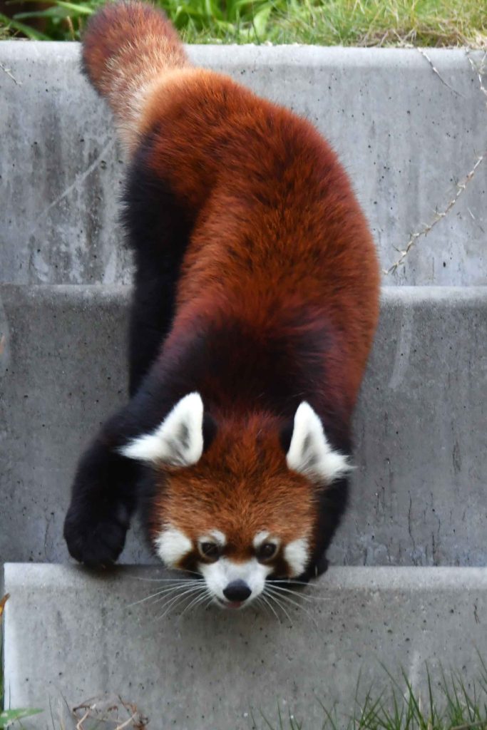 動物たちの表情レッサーパンダ