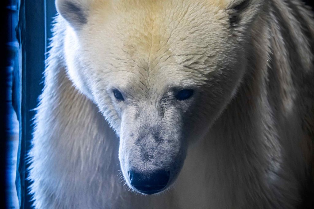 動物たちの表情白クマ
