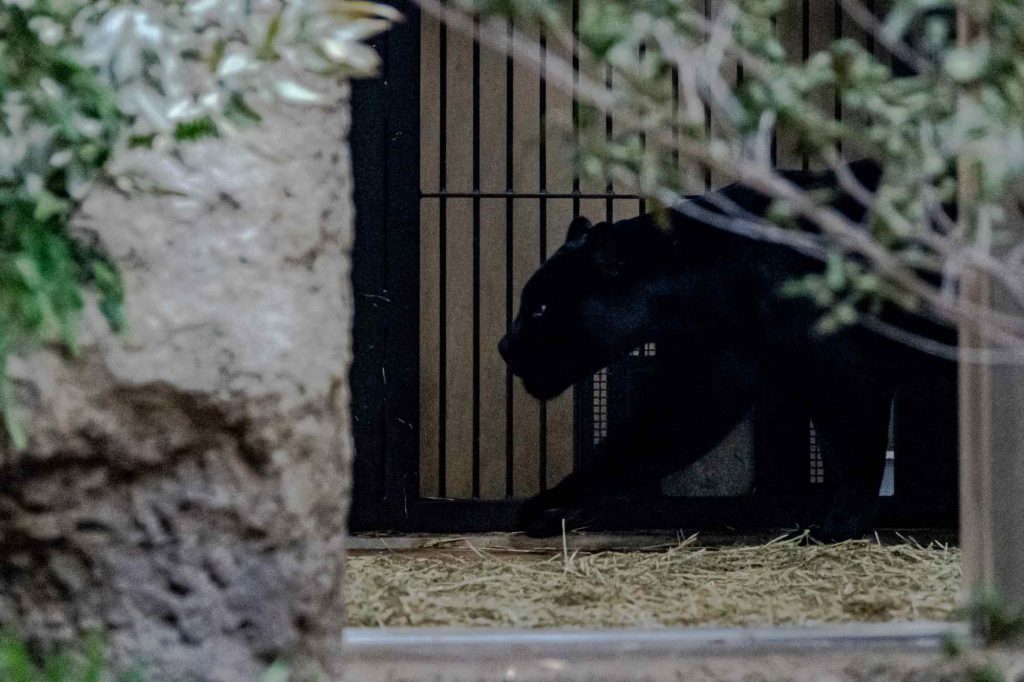 黒いジャガーのマヤがやってきました