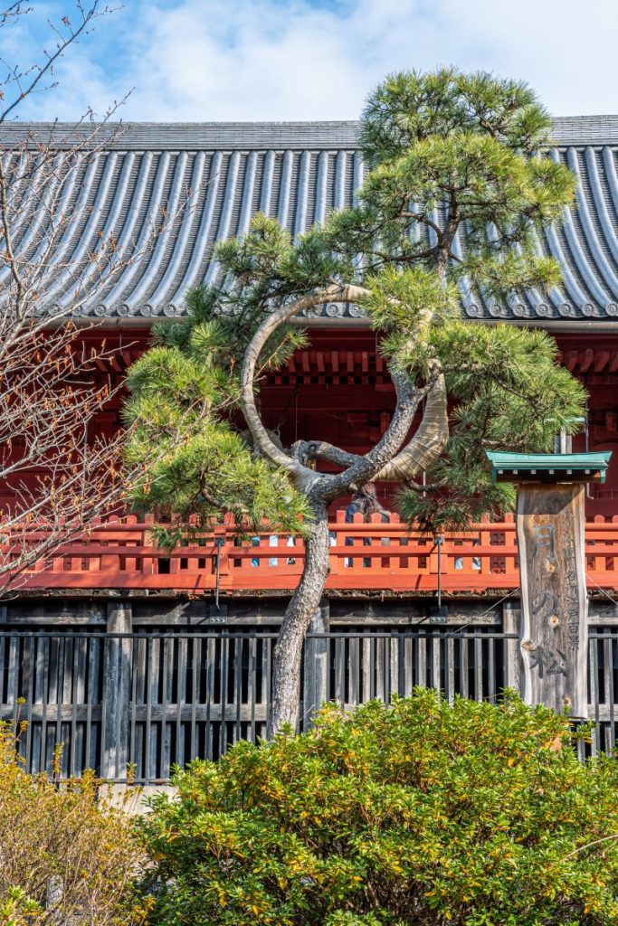 清水寺を寛永寺に再現。広重も描いた印象的な月の松がある