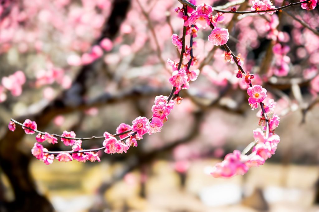 岩津天満宮の梅が開花した
