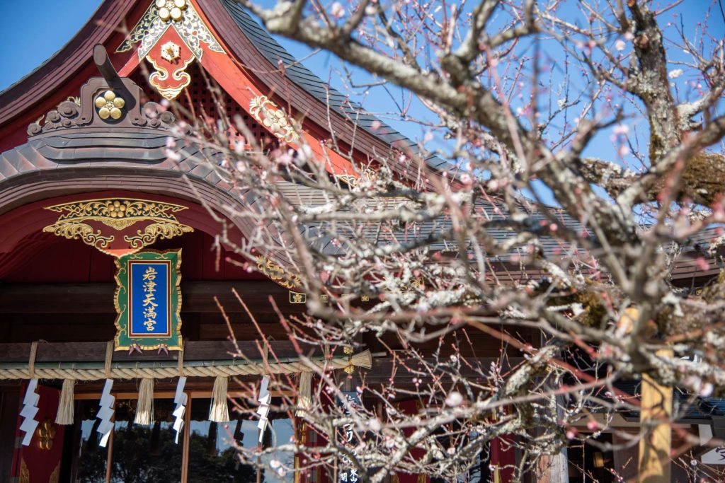 岩津天満宮の梅が開花した