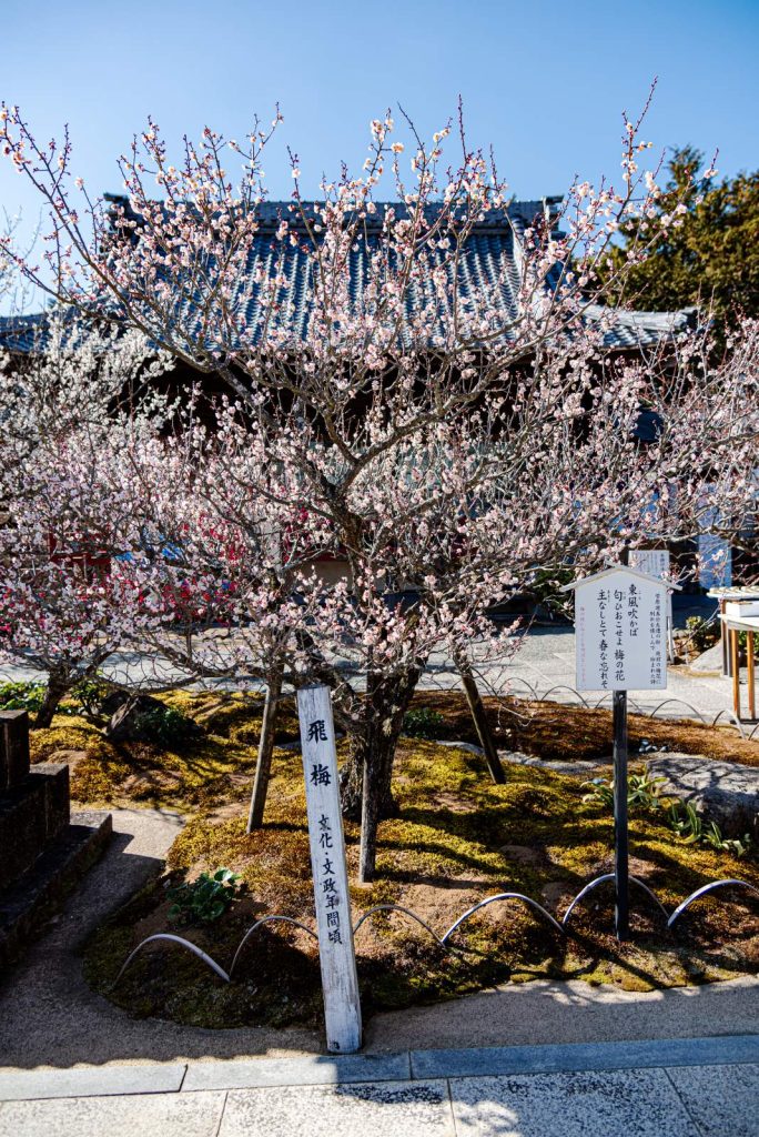 岩津天満宮の梅が開花した