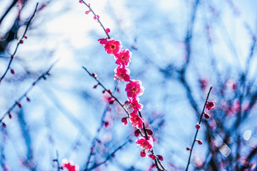 岩津天満宮の梅が開花した