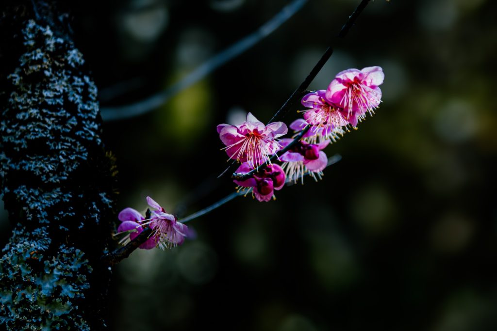 岩津天満宮の梅が開花した