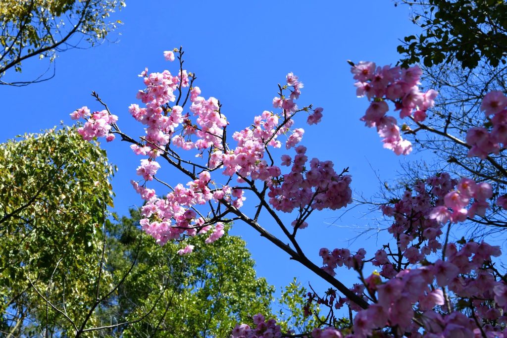 彼岸桜が一気に満開