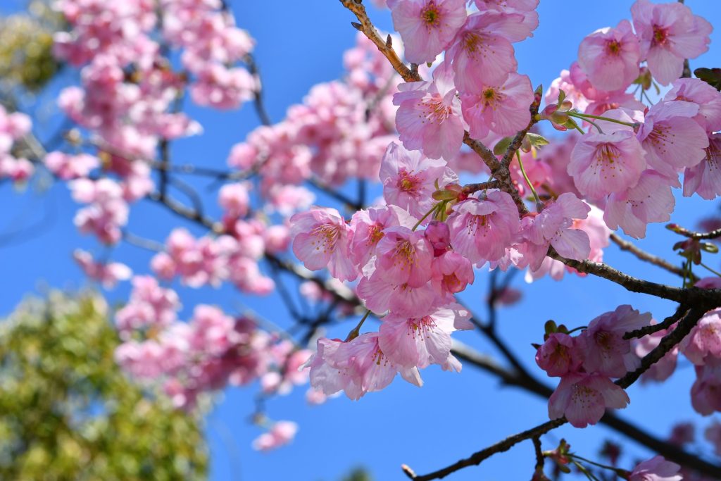 彼岸桜が一気に満開