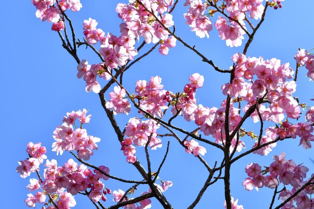 彼岸桜