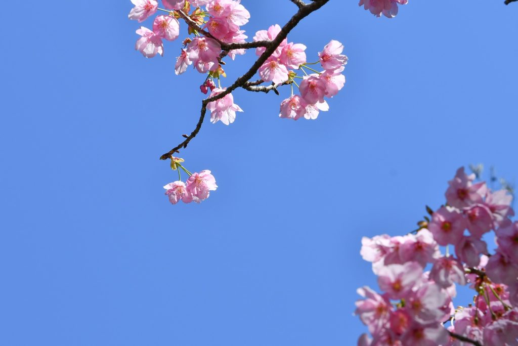彼岸桜が一気に満開