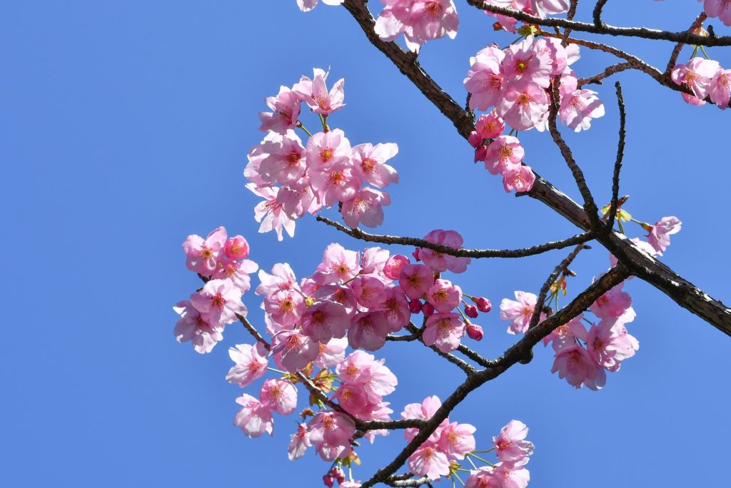 彼岸桜