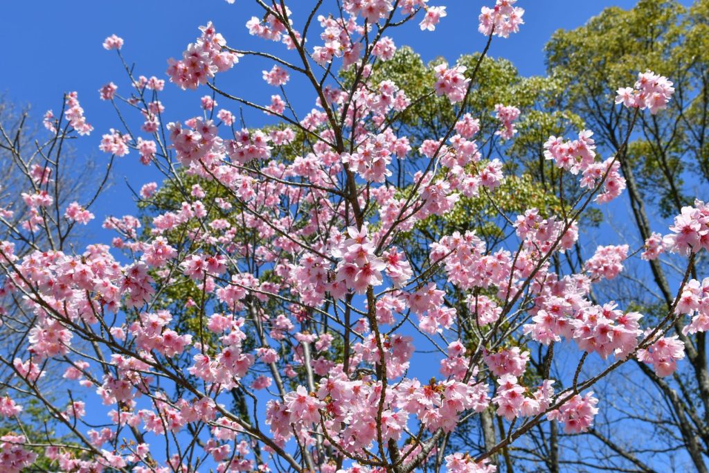 彼岸桜が一気に満開