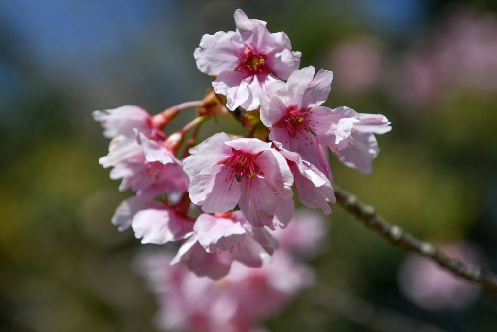 彼岸桜