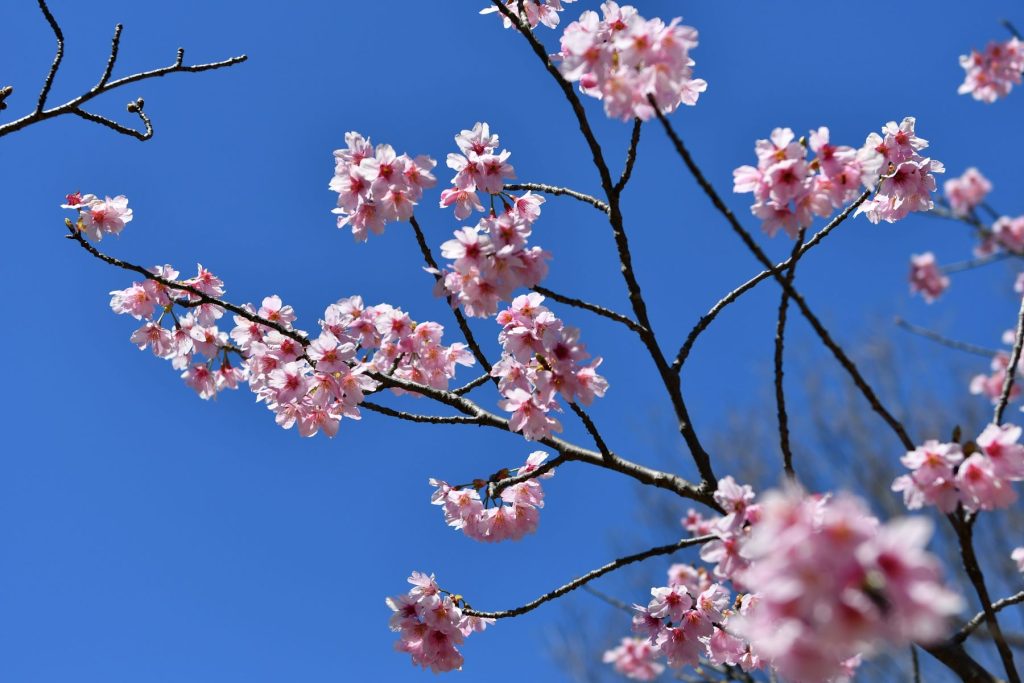 彼岸桜が一気に満開