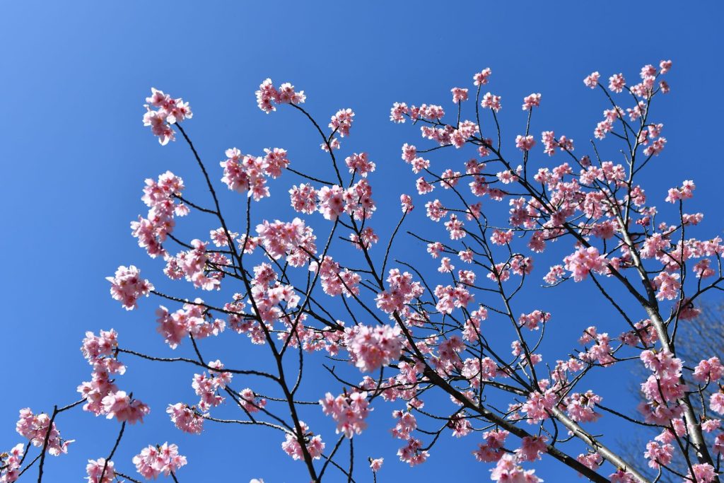 貴重な青空彼岸桜