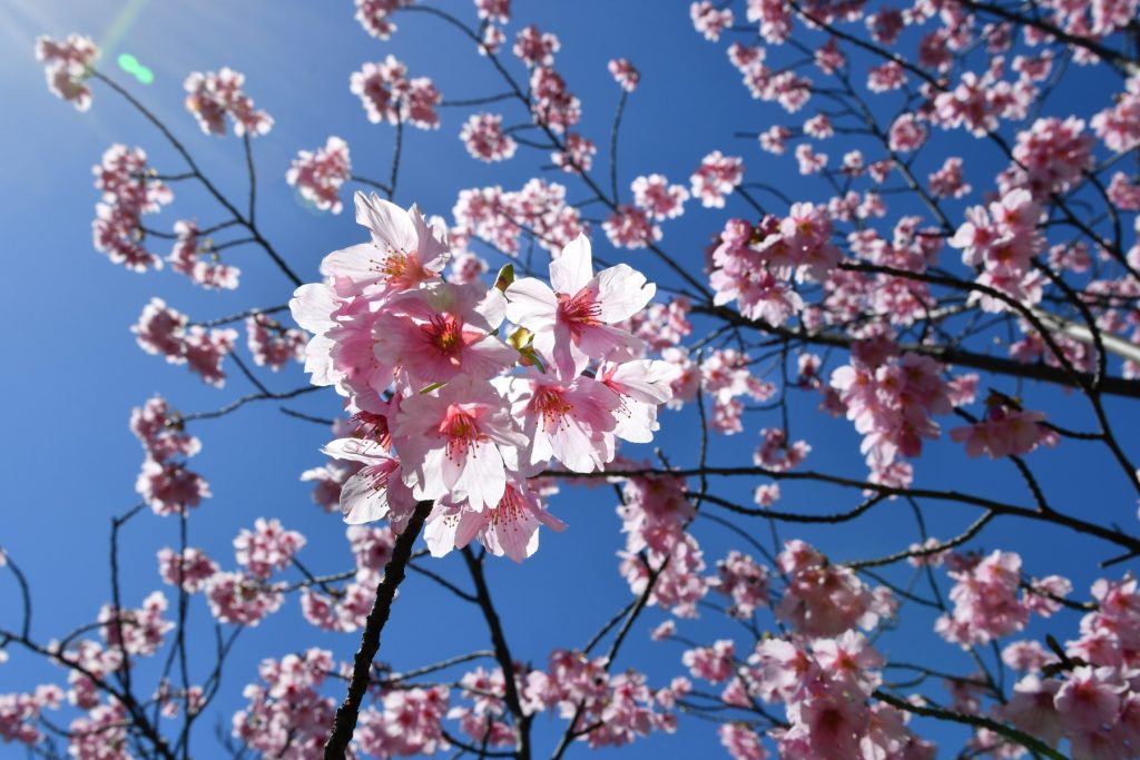 貴重な青空彼岸桜が満開