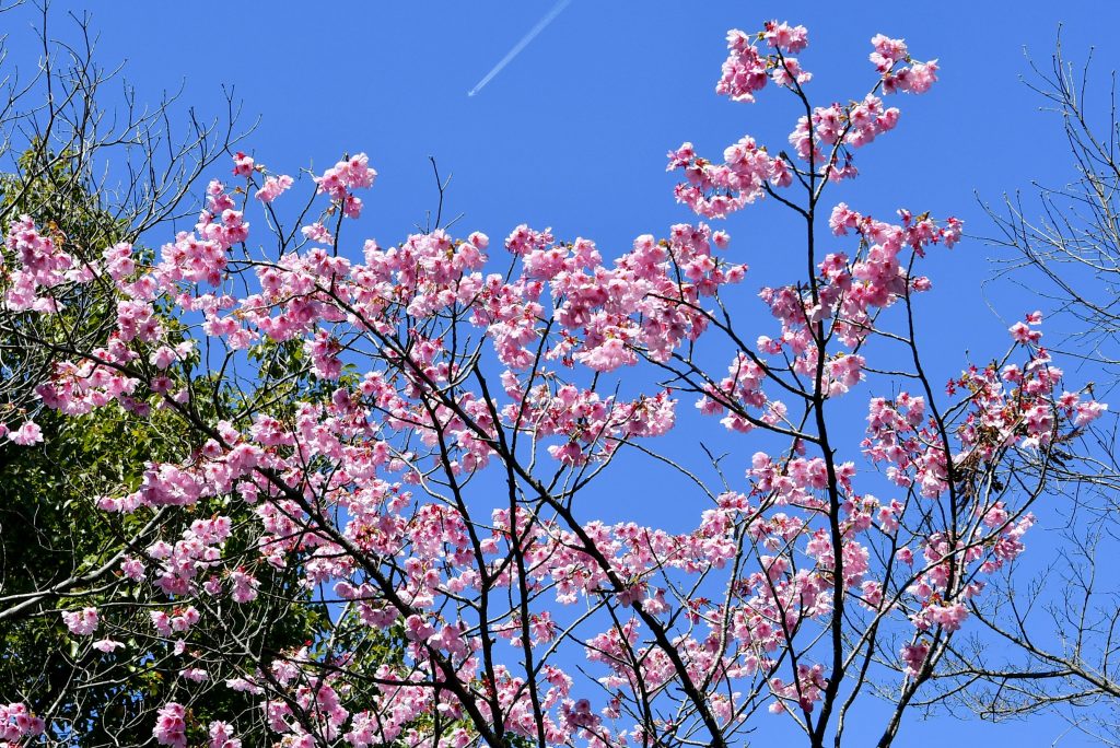 貴重な青空彼岸桜が満開