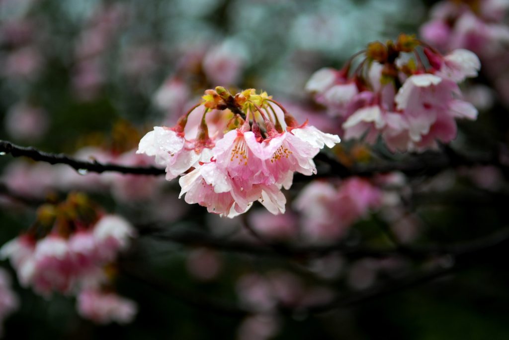冷たい雨にふるえる彼岸桜