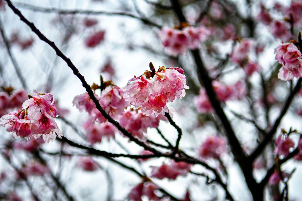 冷たい雨にふるえる彼岸桜