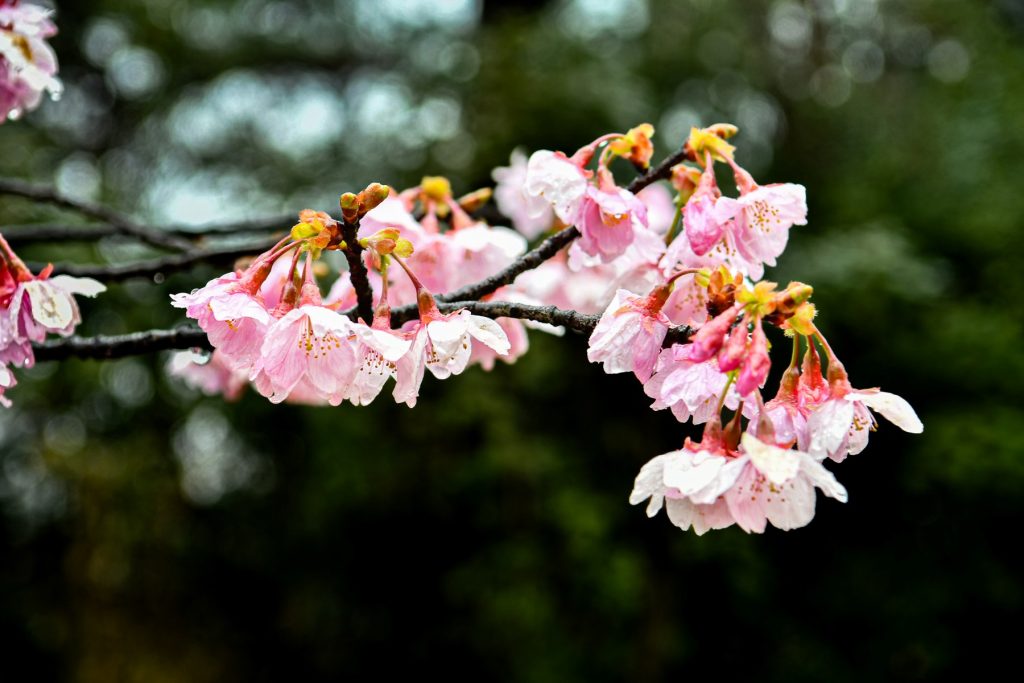 冷たい雨にふるえる彼岸桜