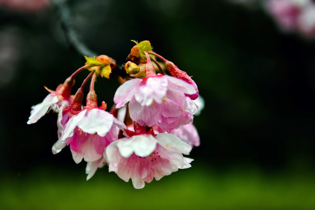 冷たい雨にふるえる彼岸桜