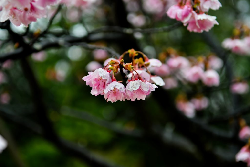 冷たい雨にふるえる彼岸桜