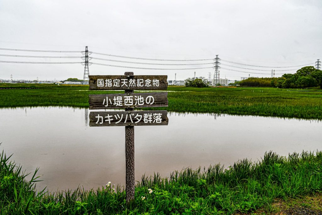 小堤西池のかきつばたはまだでした。