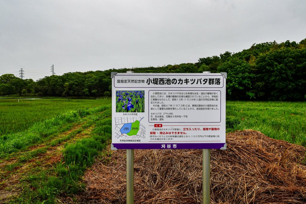 小堤西池のかきつばたはまだでした。
