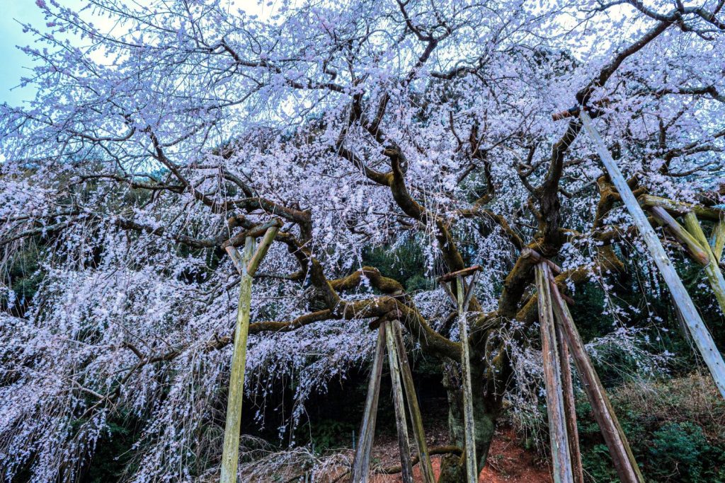 持統天皇お手植えのしだれ桜