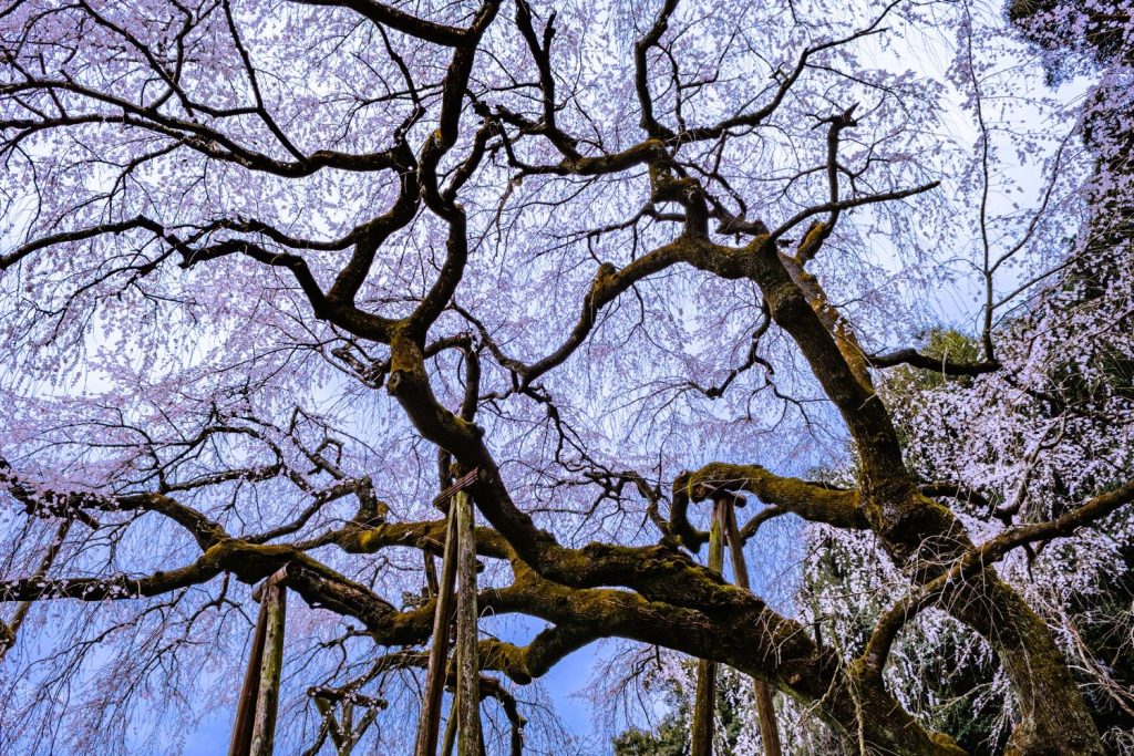 持統天皇お手植えのしだれ桜
