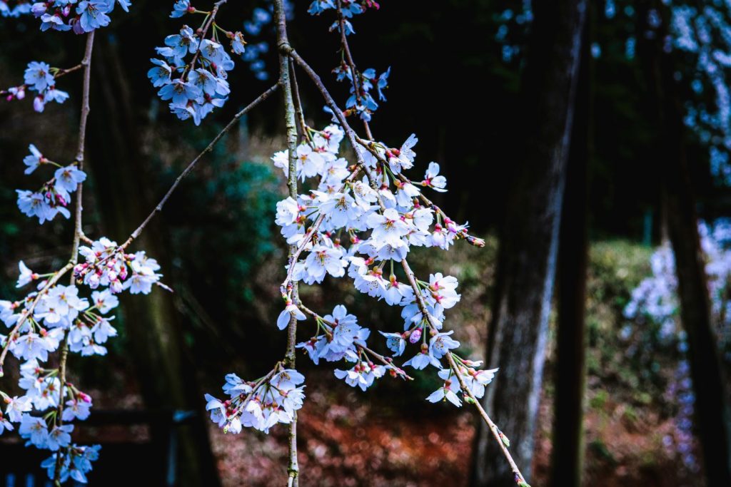 持統天皇お手植えのしだれ桜