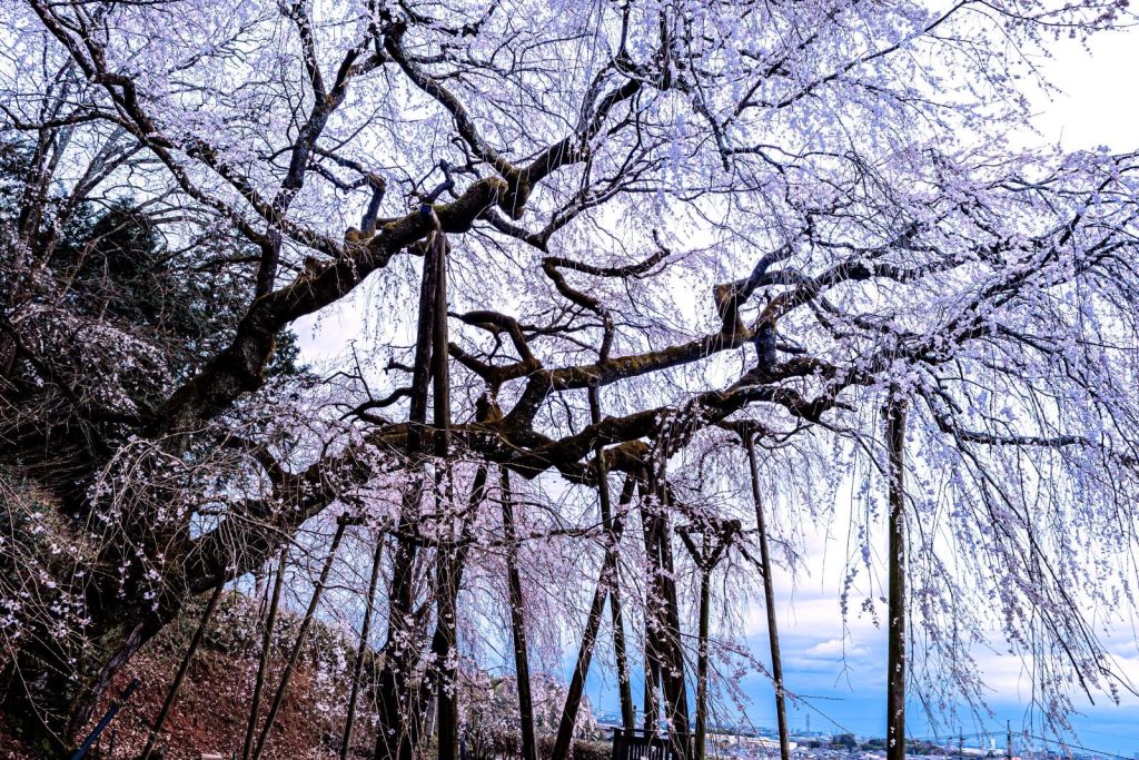 持統天皇お手植えのしだれ桜