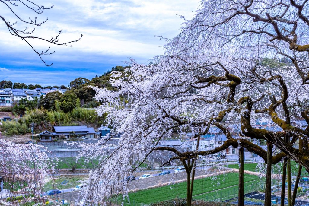 持統天皇お手植えのしだれ桜