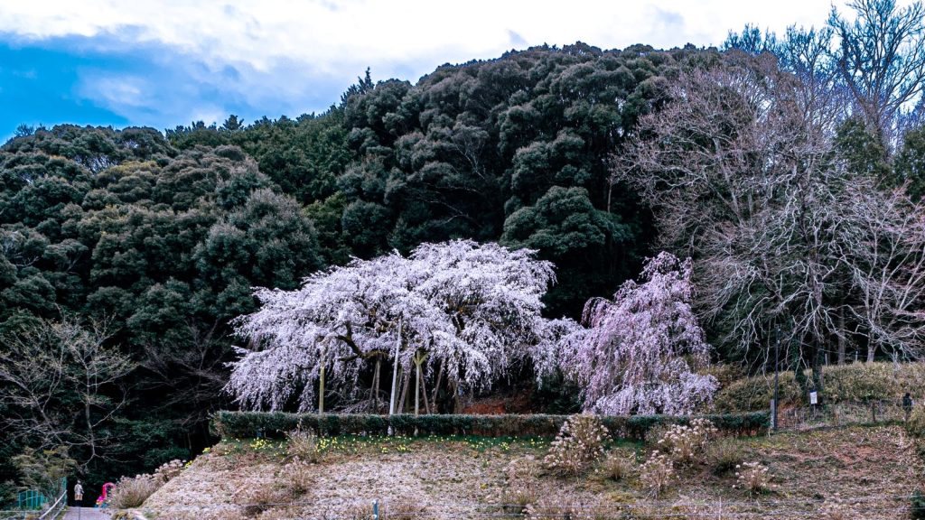 持統天皇お手植えのしだれ桜